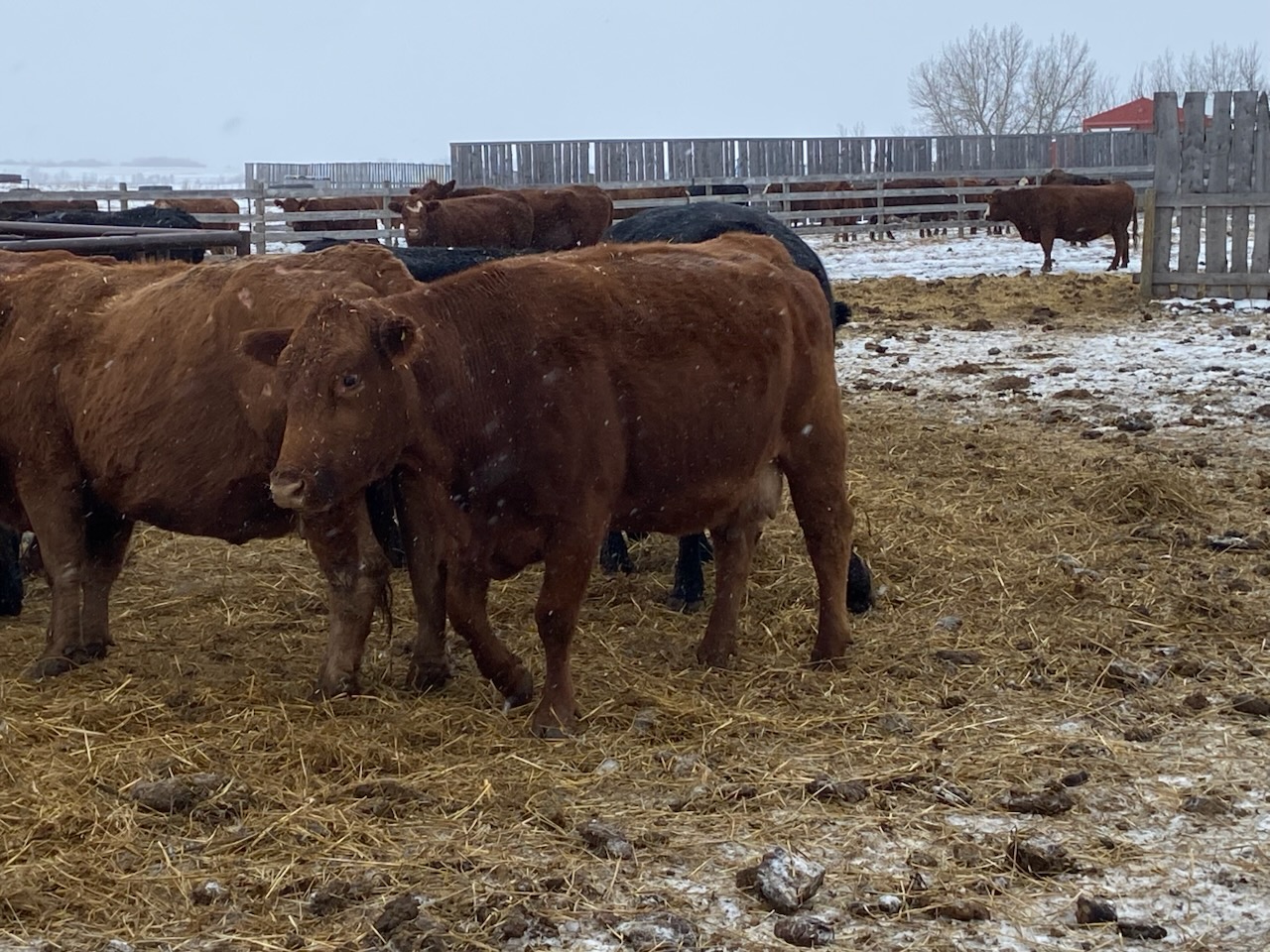 Northern Livestock Sales